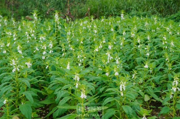 明利配资 芝麻开花节节高